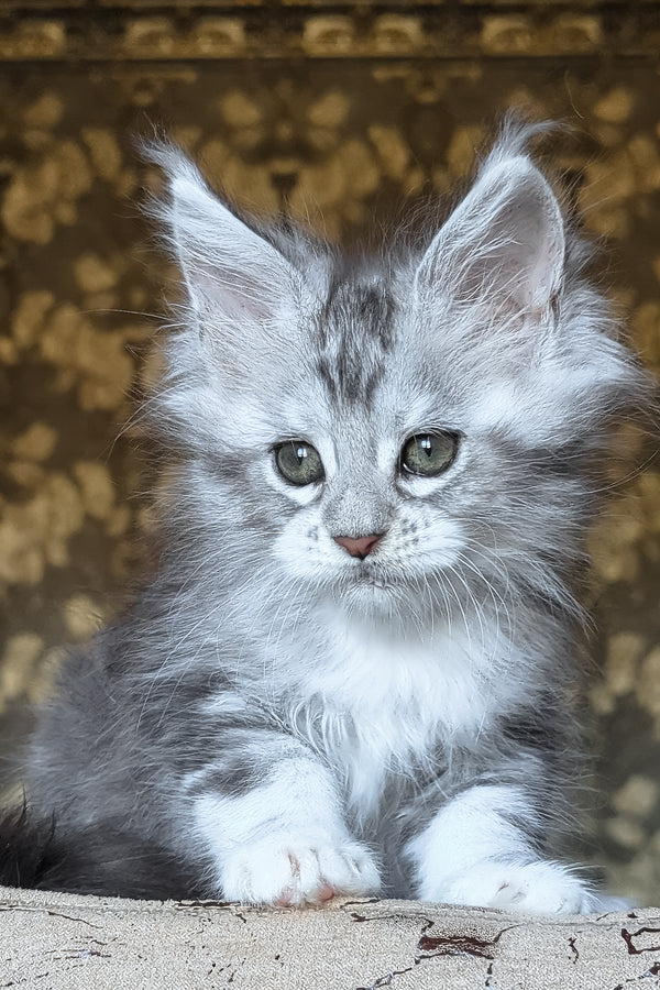 Inneta | Maine Coon Kitten