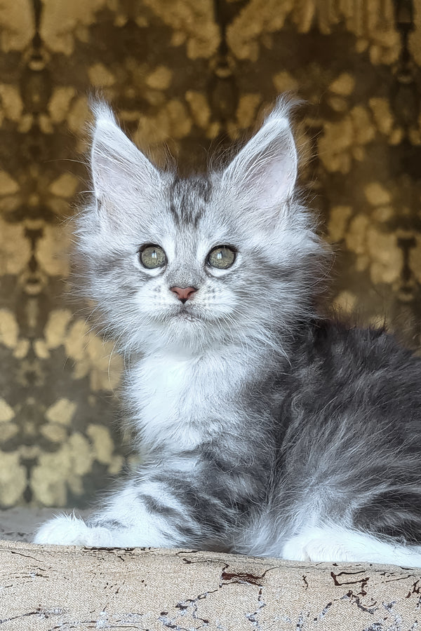 Inneta | Maine Coon Kitten
