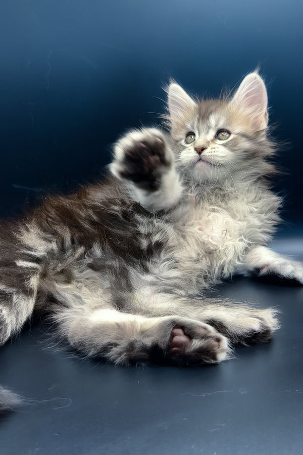 Invictus | Maine Coon Kitten