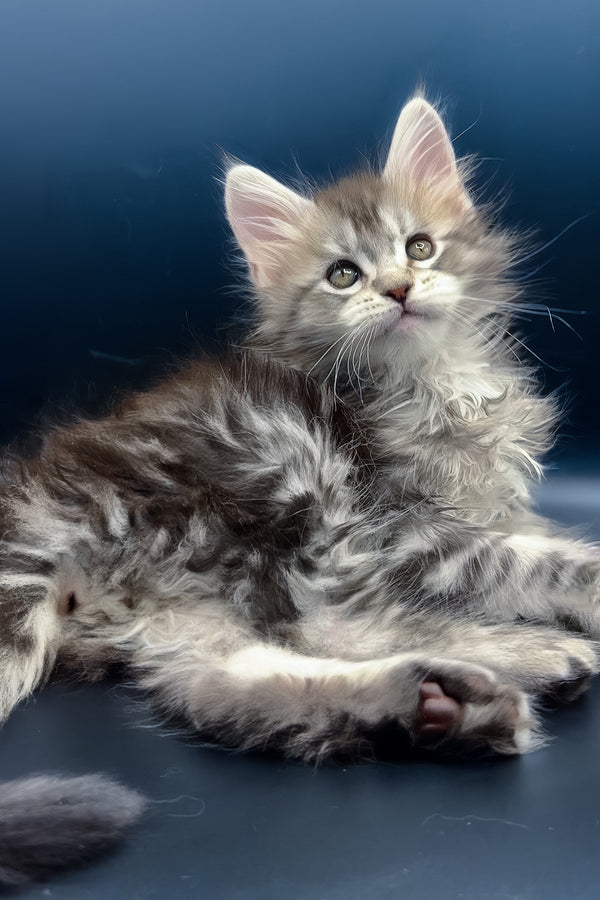 Invictus | Maine Coon Kitten