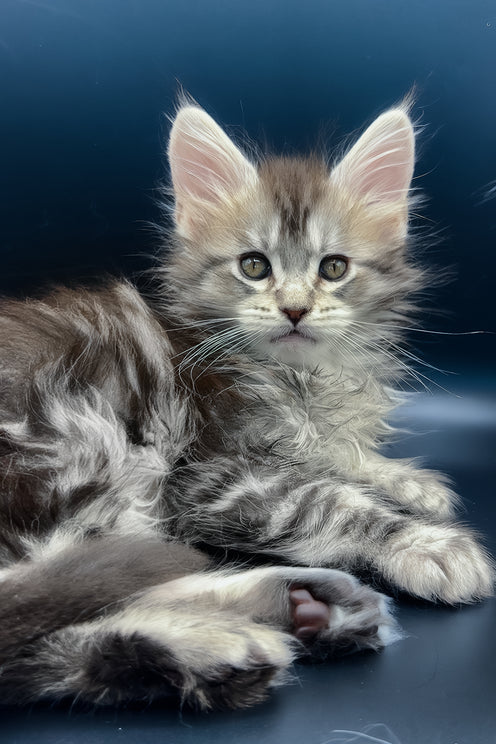 Invictus | Maine Coon Kitten