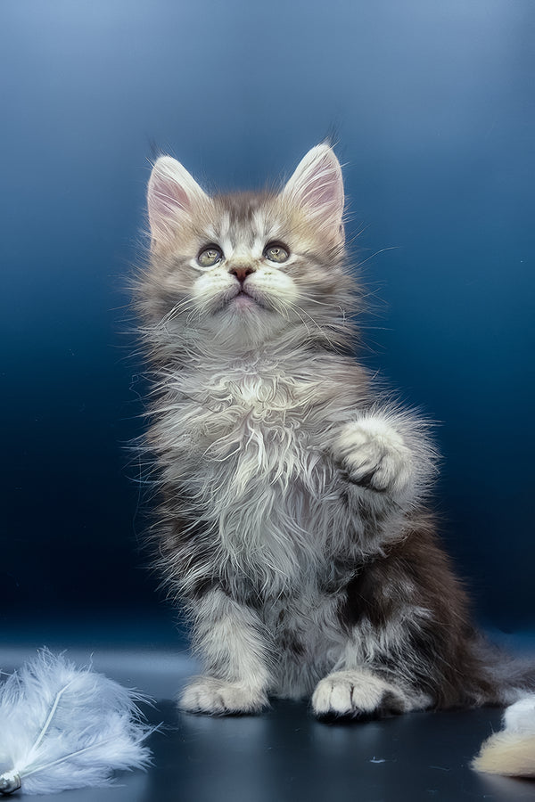 Invictus | Maine Coon Kitten