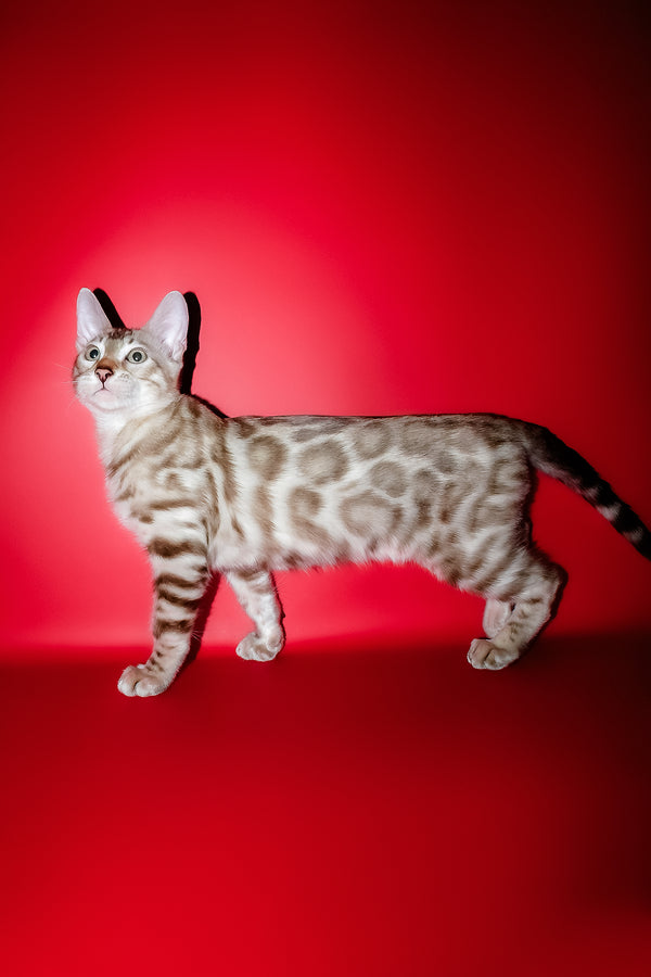 Irbis | Bengal Kitten