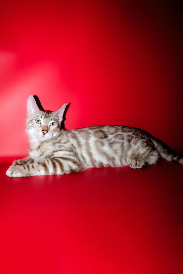 Irbis | Bengal Kitten
