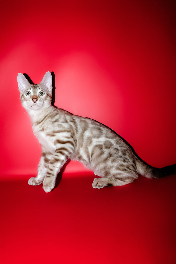 Irbis | Bengal Kitten