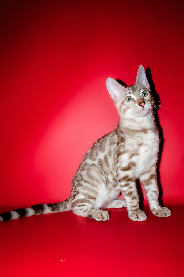 Irbis | Bengal Kitten