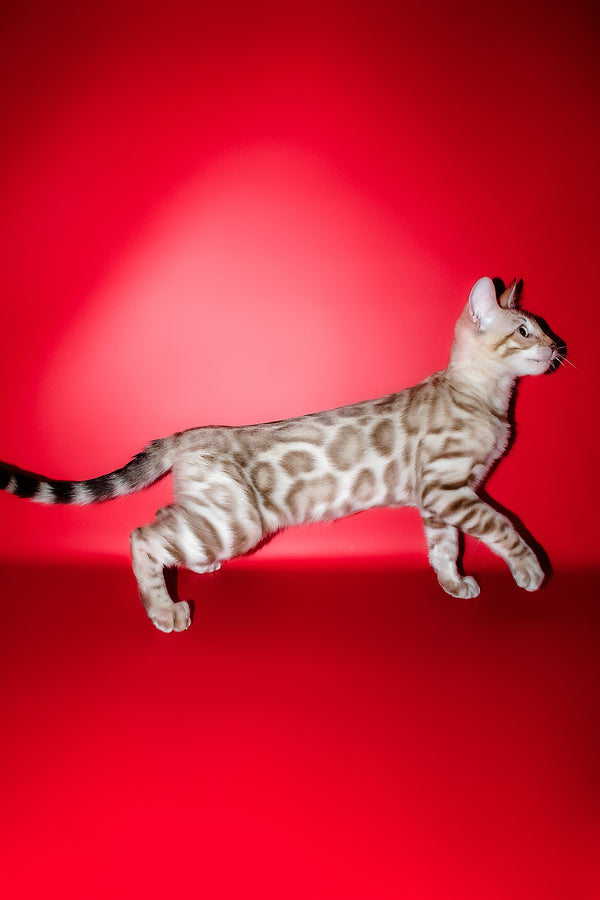 Irbis | Bengal Kitten