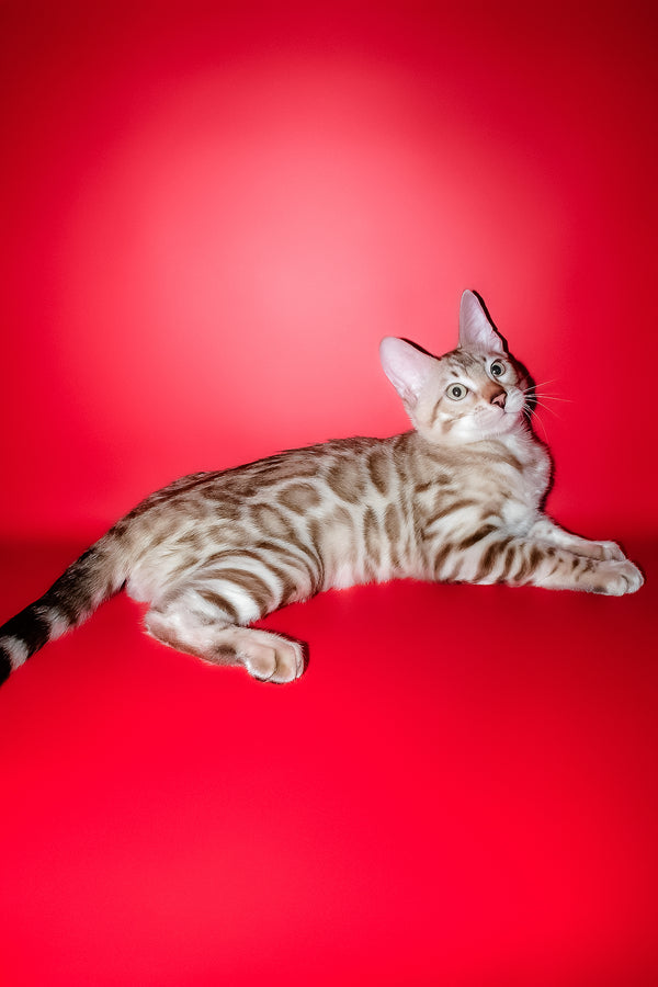 Irbis | Bengal Kitten
