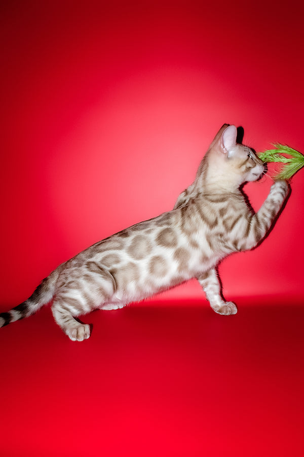 Irbis | Bengal Kitten