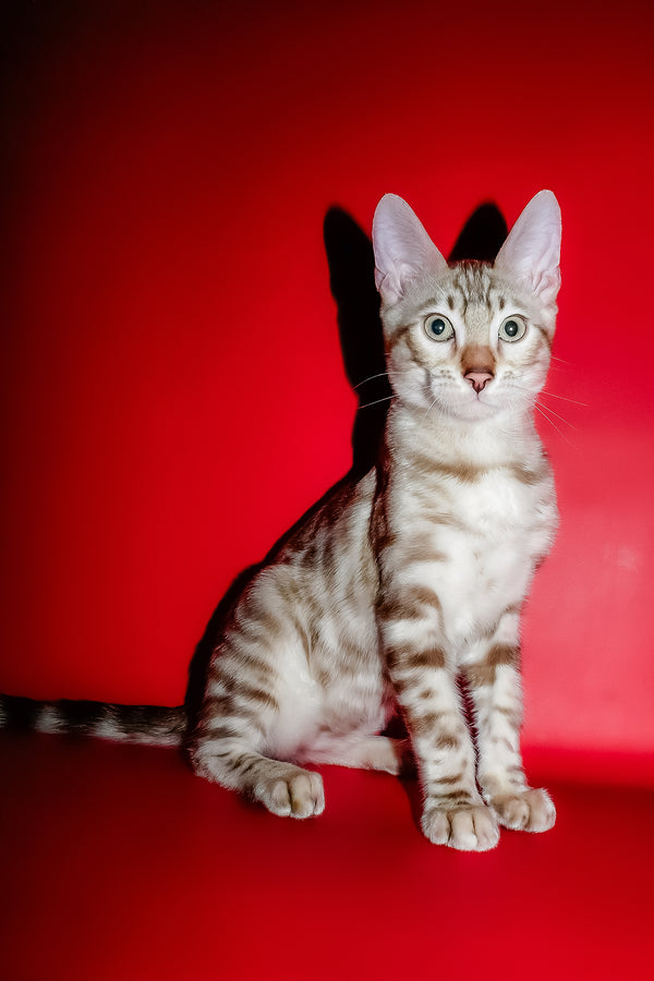 Irbis | Bengal Kitten