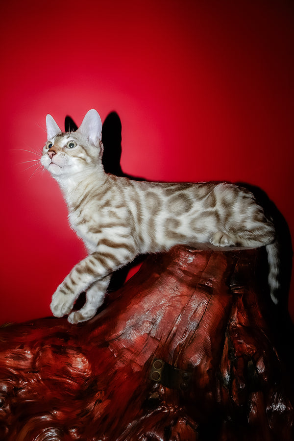 Irbis | Bengal Kitten