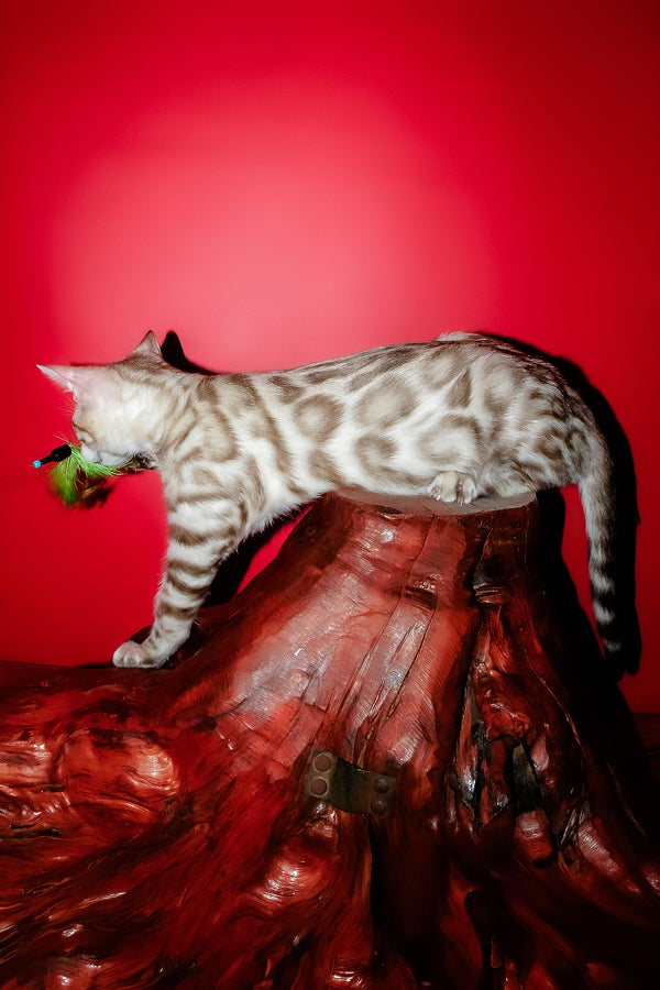 Irbis | Bengal Kitten