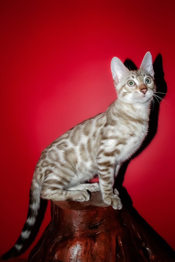 Irbis | Bengal Kitten
