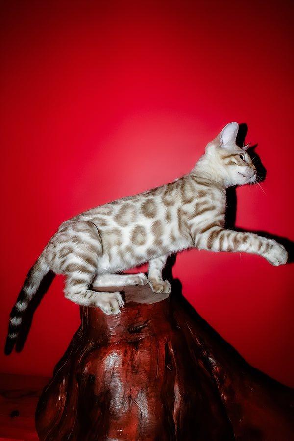 Irbis | Bengal Kitten