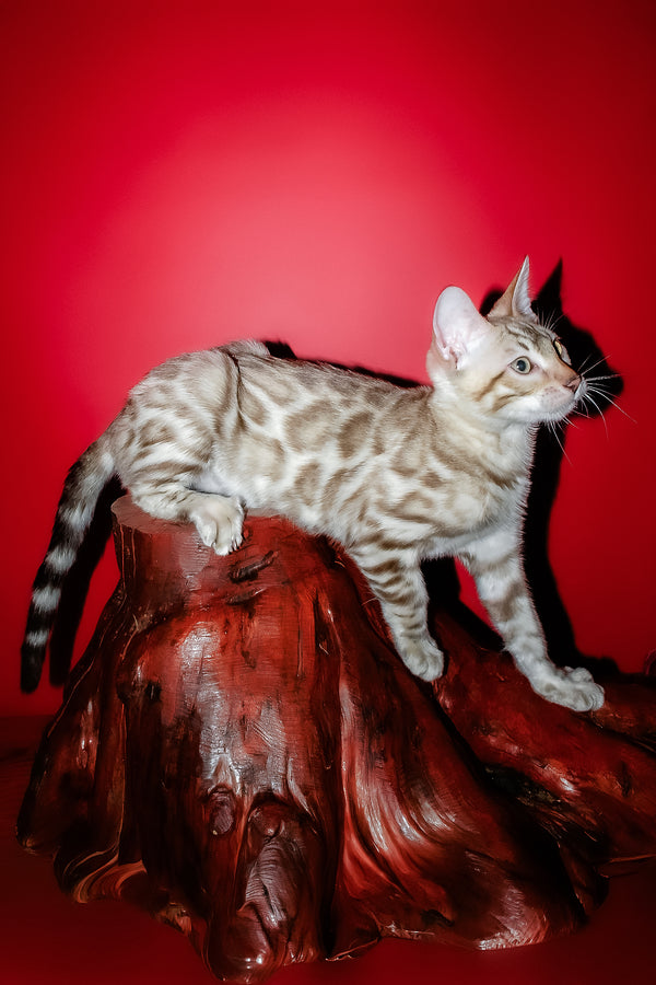 Irbis | Bengal Kitten