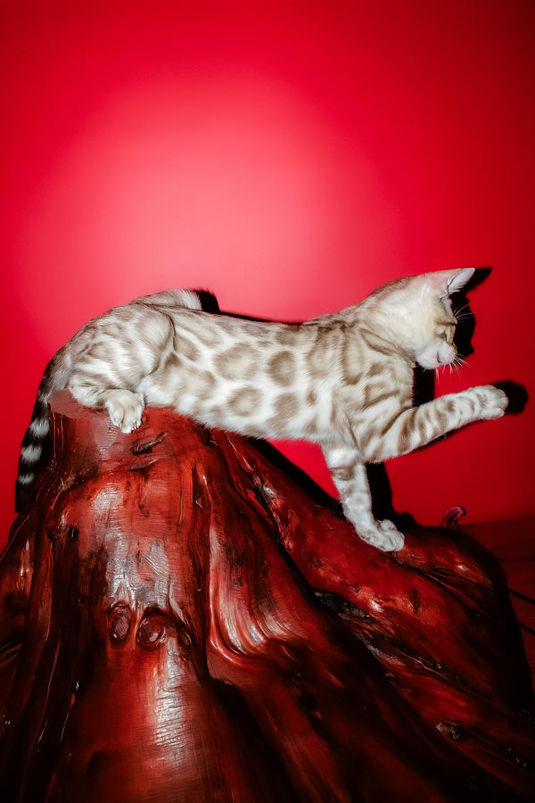 Irbis | Bengal Kitten