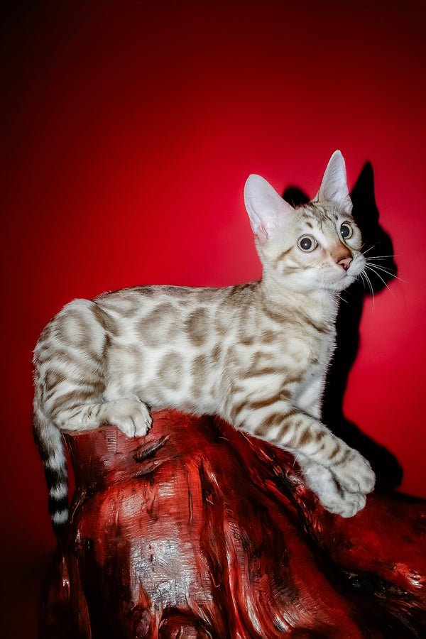 Irbis | Bengal Kitten