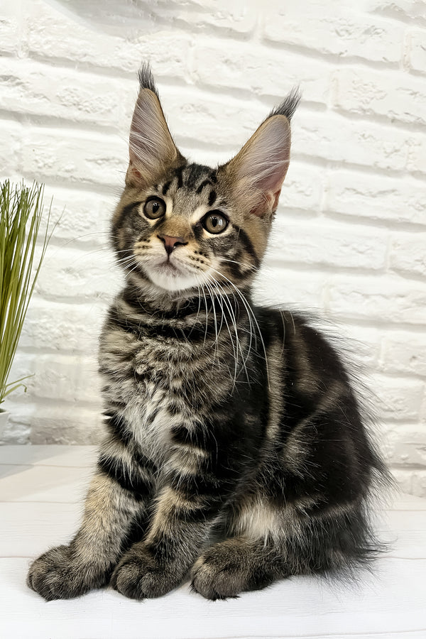 Irbus | Maine Coon Kitten