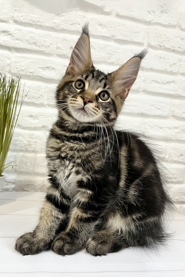 Irbus | Maine Coon Kitten