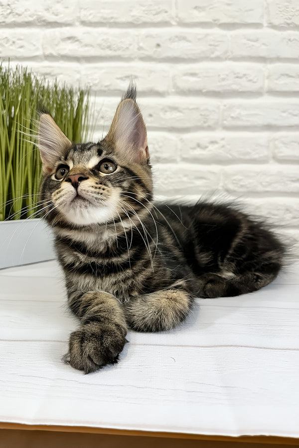 Irbus | Maine Coon Kitten