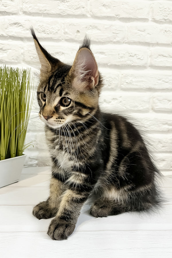 Irbus | Maine Coon Kitten