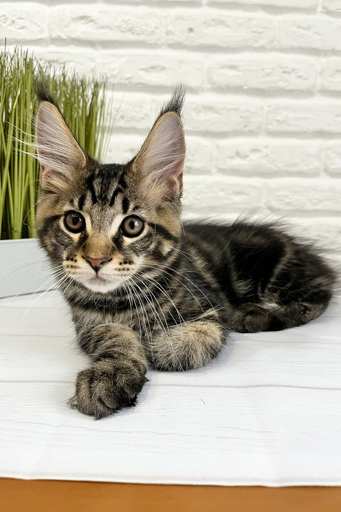 Irbus | Maine Coon Kitten