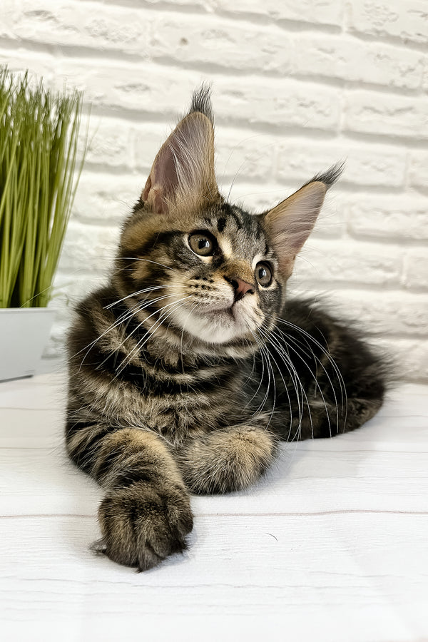 Irbus | Maine Coon Kitten