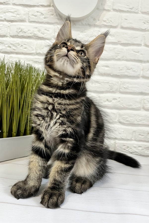 Irbus | Maine Coon Kitten