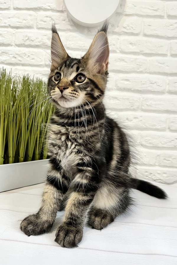 Irbus | Maine Coon Kitten