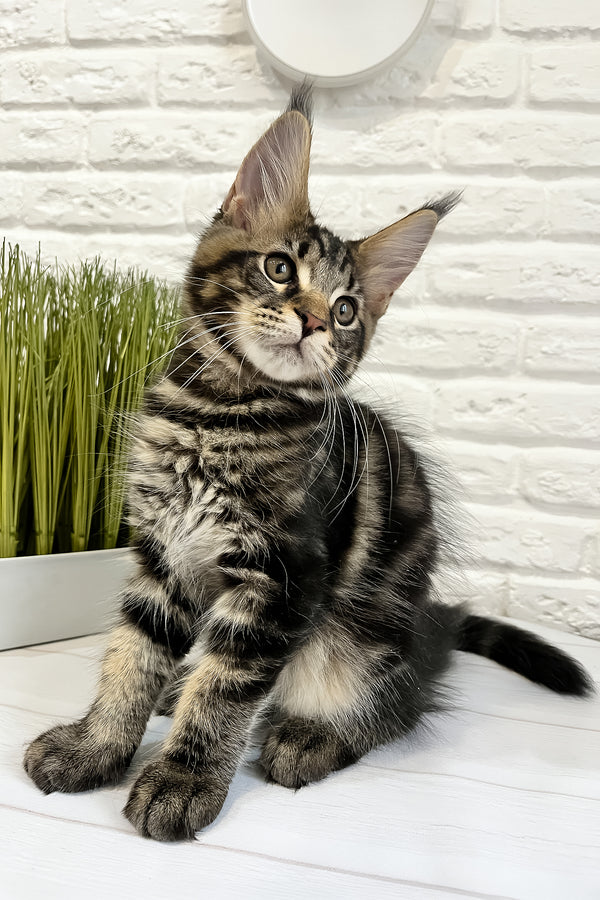 Irbus | Maine Coon Kitten