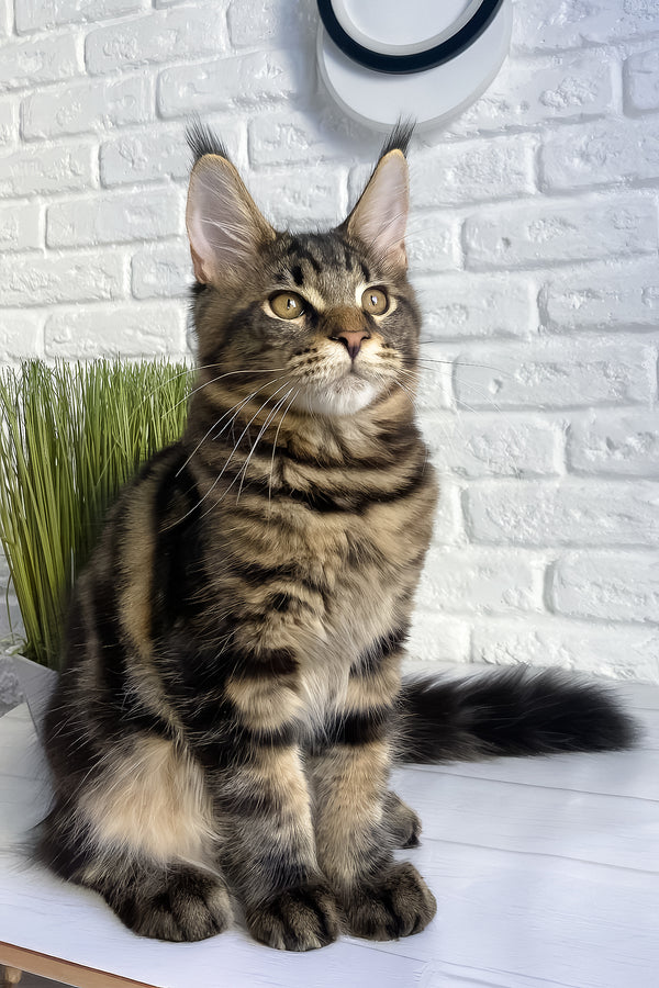 Irbus | Maine Coon Kitten