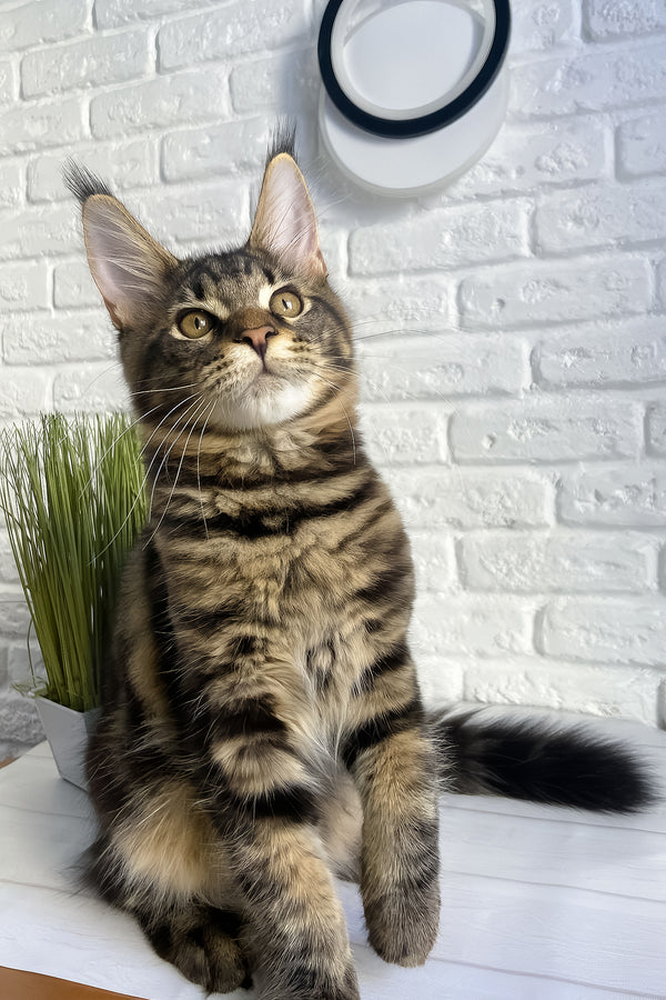 Irbus | Maine Coon Kitten