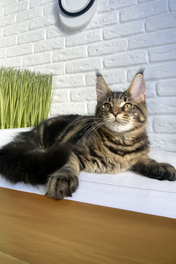 Irbus | Maine Coon Kitten