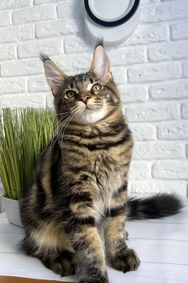 Irbus | Maine Coon Kitten