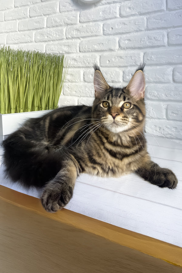 Irbus | Maine Coon Kitten