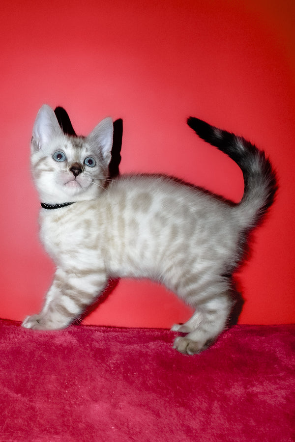 Iriga | Bengal Kitten