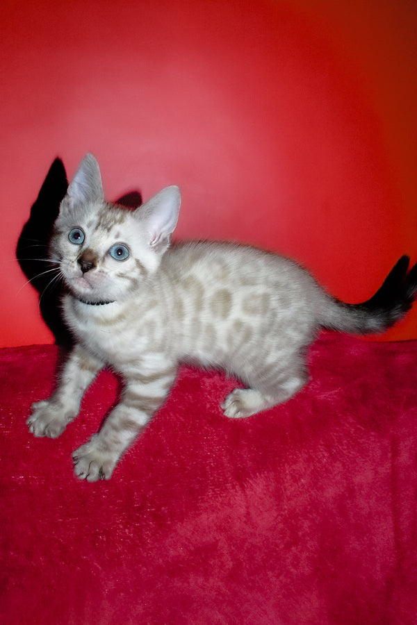 Iriga | Bengal Kitten
