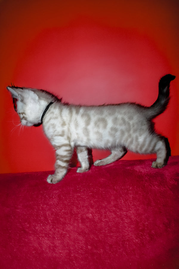 Iriga | Bengal Kitten