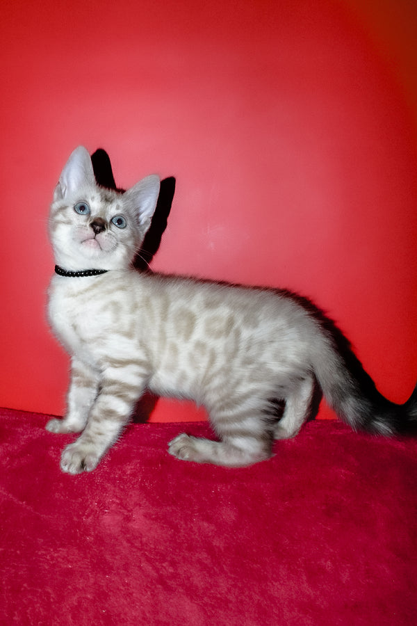 Iriga | Bengal Kitten