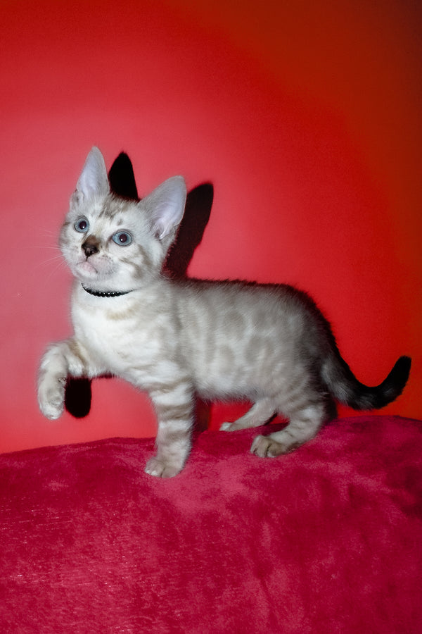 Iriga | Bengal Kitten