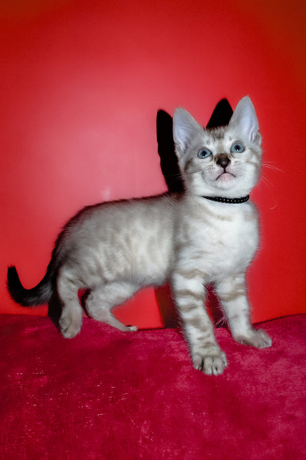 Iriga | Bengal Kitten