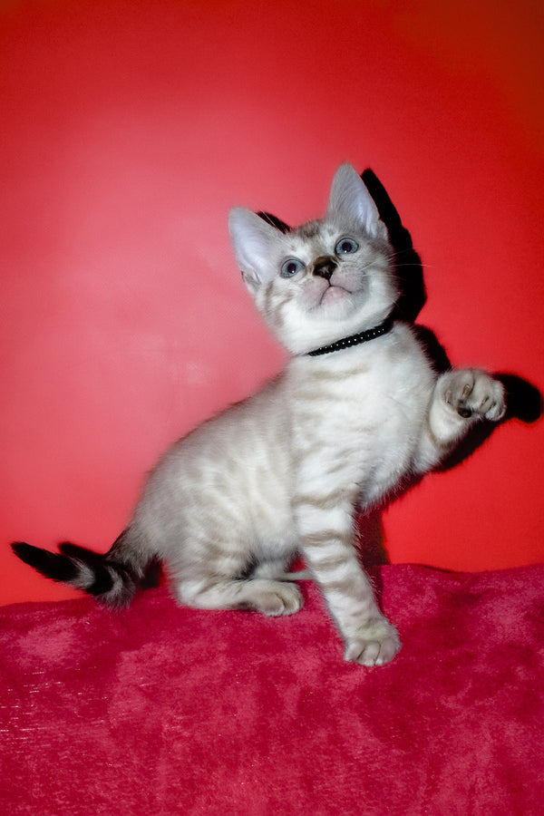 Iriga | Bengal Kitten