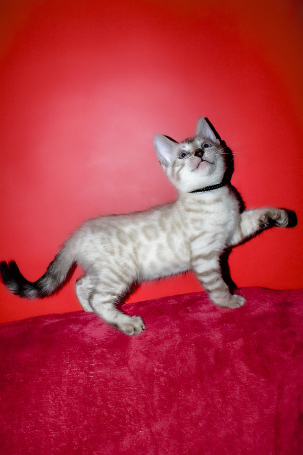 Iriga | Bengal Kitten