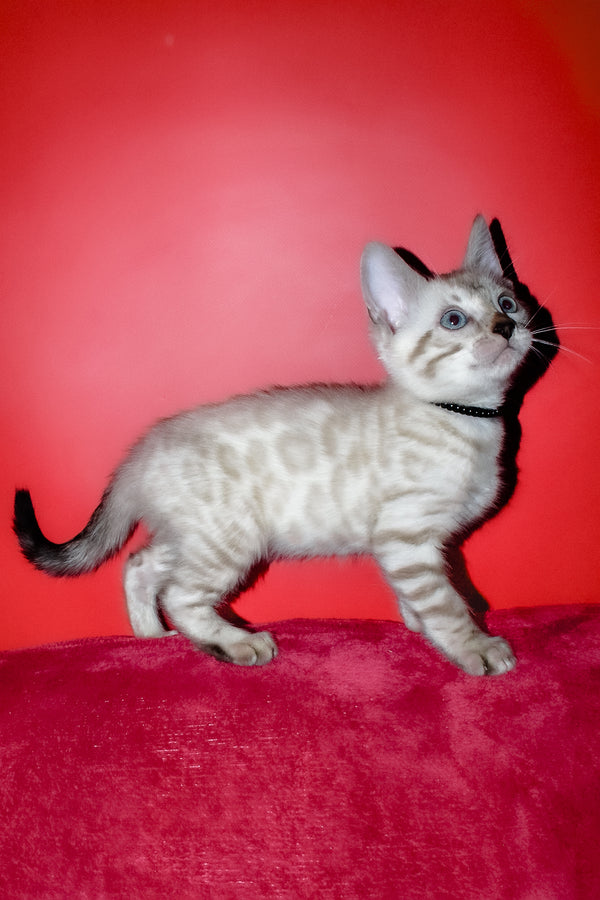 Iriga | Bengal Kitten