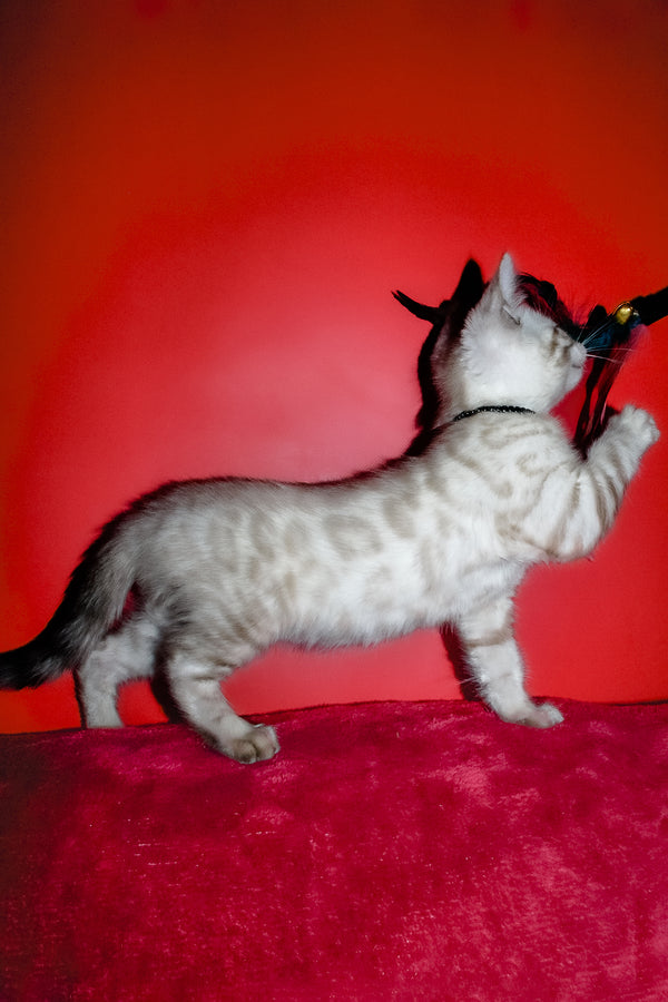 Iriga | Bengal Kitten