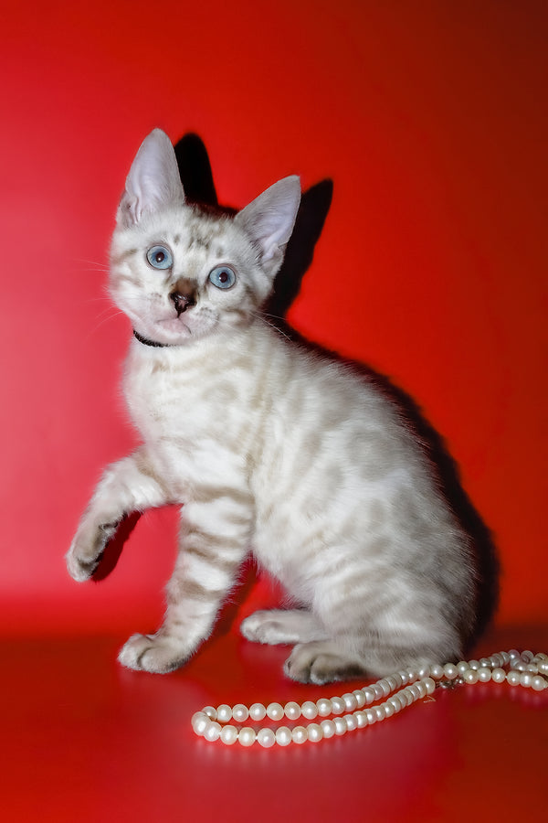 Inga | Bengal Kitten