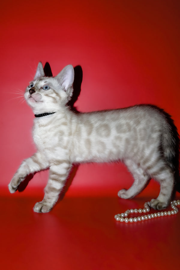 Inga | Bengal Kitten