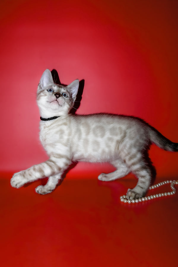Inga | Bengal Kitten