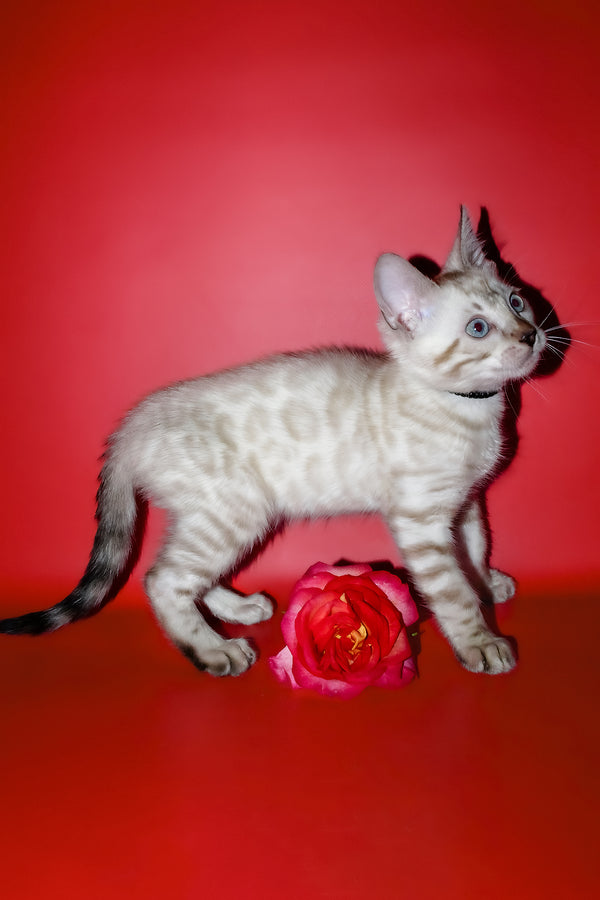 Inga | Bengal Kitten