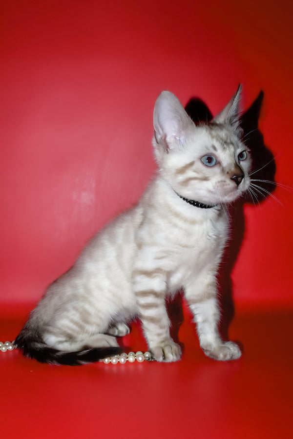 Inga | Bengal Kitten